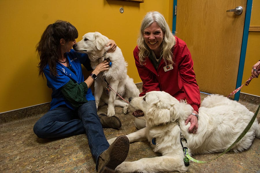 Dr MacKenzie and Dr. O'Connell love those dogs at Kipling Veterinary Hospital and Wellness Center