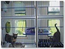 KVH-Feline-Boarding-Condos-1a