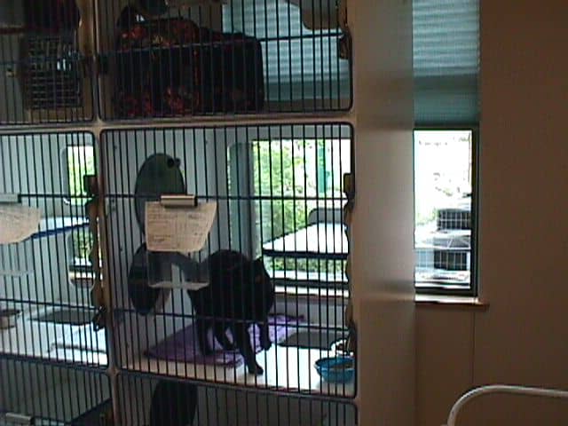 KVH-Feline-Boarding-Condos-1b
