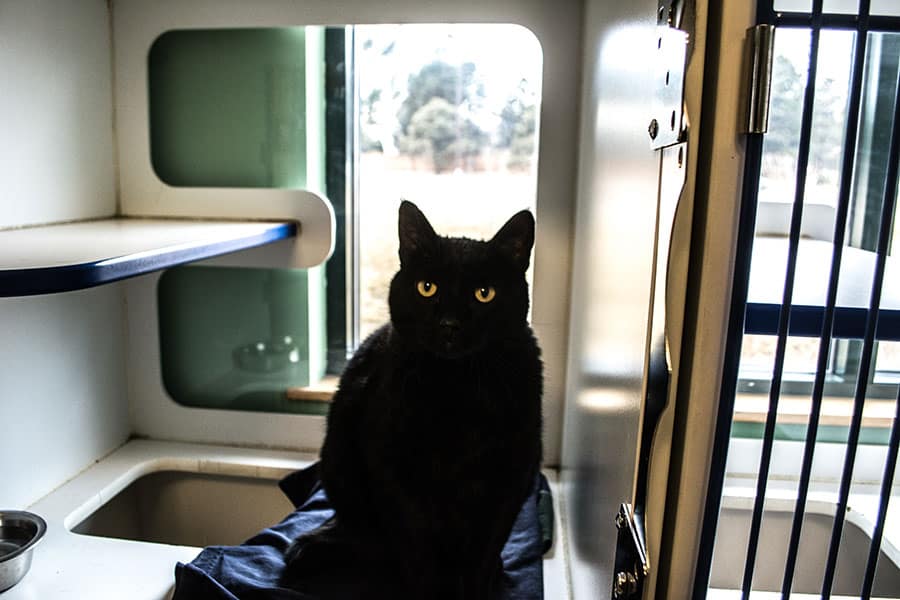 KVH-Feline-Boarding-Condos-1c