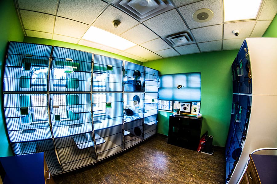 KVH-Feline-Condos-3a