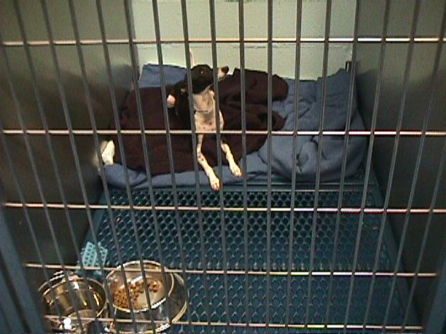 KVH-K9-Boarding-1c Safe and comfortable dog boarding at Kipling Veterinary Hospital and Wellness Center