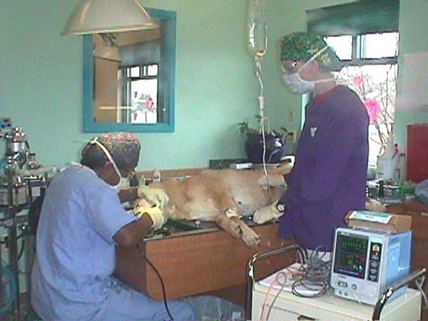 Animal Dental procedure at Kipling Veterinary Hospital and Wellness Center