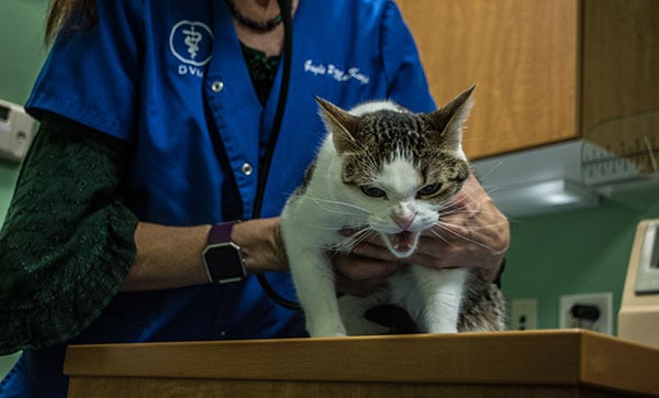 Kitty gets behavior exam at Kipling Veterinary Hospital and Wellness Center