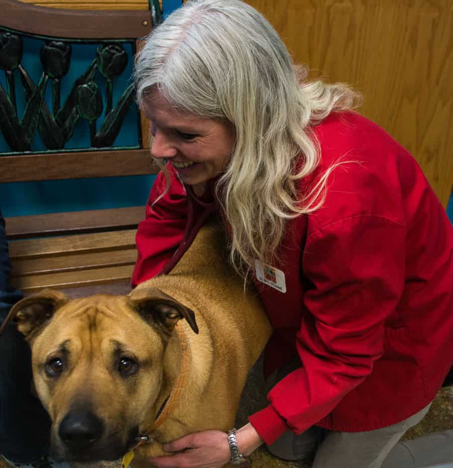 Dr Jill O'Connell, Lead Veterinarian at Kipling Veterinary Hospital and Wellness Center