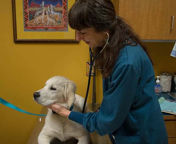 Puppy wellness exam at Kipling Veterinary Hospital and Wellness Center