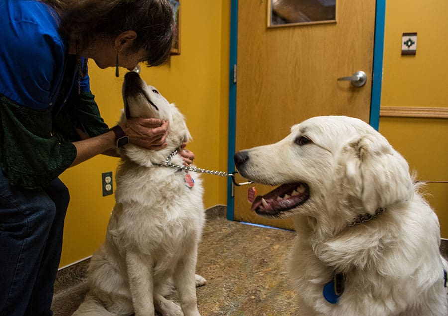 Dogs enjoy good health at Kipling Veterinary Hospital and Wellness Center