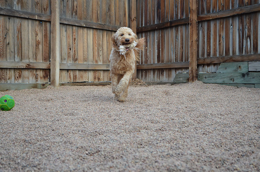 Happy dog boarding at Kipling Veterinary Hospital and Wellness Center