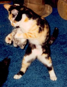 Zuna playing with a mouse at Kipling Veterinary Hospital and Wellness Center