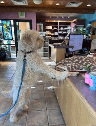 Dog greeting receptionist at Kipling Veterinary Hospital and Wellness Center